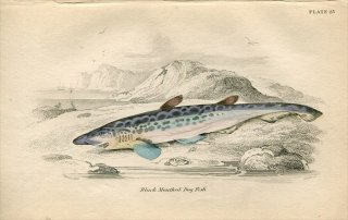 1840ǯ Jardine Naturalist's Library  Pl.23 ȥ饶 ꥶ° ꥶ Black Mouthed Dog Fish