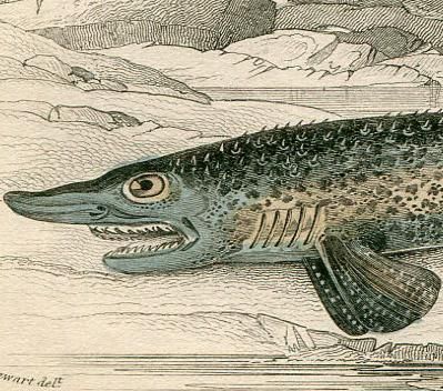 海洋生物 アンティークプリント（魚の成長/サーモン） 博物画