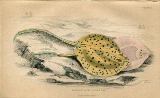 1839ǯ Jardine Naturalist's Library  Pl.5  ޥ饨° ޥ饨 HALGAN'S SPINE-TAILED RAY