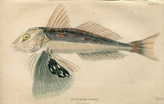 1839ǯ Jardine Naturalist's Library  Pl.6 ۥܥ ۥܥ° ߥʥߥۥܥ NEW ZEALAND GURNARD