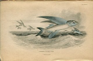 1839ǯ Jardine Naturalist's Library  Pl.8 ȥӥ ƥȥӥ° ƥȥӥ COMMON FLYING FISH
