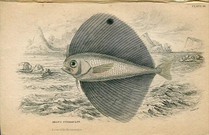 3818 外国切手 アルバニア1967年 魚類 シリーズ 7種完 3818 外国切手 アルバニア1967年 魚類 シリーズ 7種完