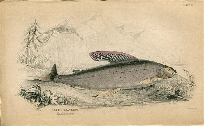 19年 Jardine Naturalist S Library 魚類学 Pl 11 サケ科 カワヒメマス属 Back S Grayling アンティークプリント ボタニカルアート 博物画の通販サイト Spirito Di Artigiano