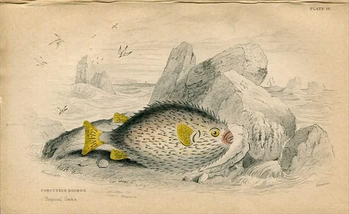 19年 Jardine Naturalist S Library 魚類学 Pl 16 ハリセンボン科 ハリセンボン属 サザングローブフィッシュ Porcupine Diodon アンティークプリント ボタニカルアート 博物画の通販サイト Spirito Di Artigiano