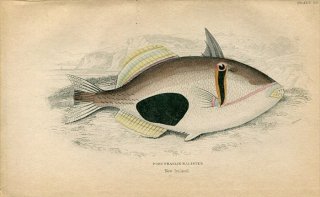 1839年 Jardine Naturalist's Library 魚類学 Pl.20 モンガラカワハギ科 ムラサメモンガラ属 クラカケモンガラ PORT PRASLIN BALISTES