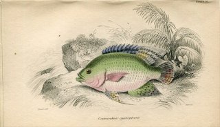 1843ǯ Jardine Naturalist's Library  Pl.16 凉 ȥ֥󥯥° Centrarchus cyanopterus