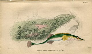 1845ǯ Jardine Naturalist's Library  Pl.6 ȥ ԥʥ° ߥȥ Fifteen Spined Stickleback