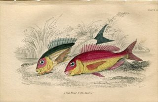 1845年 Jardine Naturalist's Library 魚類学 Pl.8 タイ科 ヨーロッパヘダイ ヨーロッパマダイ