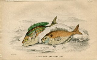 1845年 Jardine Naturalist's Library 魚類学 Pl.9 タイ科 マダイ属 マダイ SEA BREAM