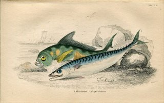 1845年 Jardine Naturalist's Library 魚類学 Pl.11 サバ科 サバ シマガツオ科 ニシシマガツオ