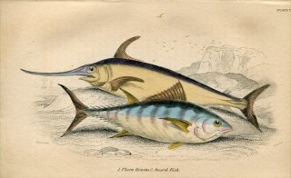 1845年 Jardine Naturalist's Library 魚類学 Pl.12 サバ科 プレーン・ボニート メカジキ科 メカジキ