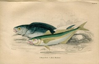 1845年 Jardine Naturalist's Library 魚類学 Pl.13 カワカマス科 ブラックフィッシュ アジ科 ニシマアジ