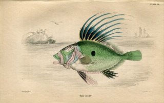 1845年 Jardine Naturalist's Library 魚類学 Pl.14 マトウダイ科 マトウダイ属 マトウダイ DORY