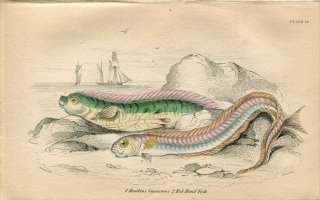1845年 Jardine Naturalist's Library 魚類学 Pl.16 リュウグウノツカイ科 リュウグウノツカイ アカタチ科 レッドバンドフィッシュ