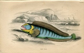 1845年 Jardine Naturalist's Library 魚類学 Pl.19 オオカミウオ科 オオカミウオ属 オオカミウオ Wolf Fish