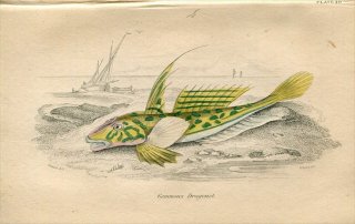 1845年 Jardine Naturalist's Library 魚類学 Pl.20 ネズッポ科 ヨメゴチ属 Gemmous Dragonet
