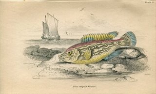 1845年 Jardine Naturalist's Library 魚類学 Pl.22 ベラ科 ラブルス属 Blue Striped Wrasse