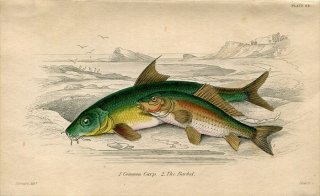 1845年 Jardine Naturalist's Library 魚類学 Pl.24 コイ科 コイ バーベル