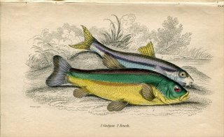 1845年 Jardine Naturalist's Library 魚類学 Pl.25 コイ科 テンチ属 テンチ Tench