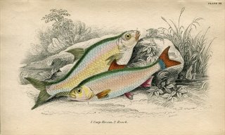 1845年 Jardine Naturalist's Library 魚類学 Pl.26 コイ科 ブリーム ローチ