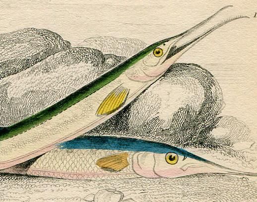 1845年 Jardine Naturalist S Library 魚類学 Pl 29 ダツ科 ガーフィッシュ サンマ科 サンマ アンティークプリント ボタニカルアート 博物画の通販サイト Spirito Di Artigiano