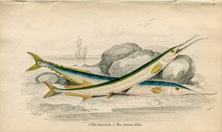 1845年 Jardine Naturalist's Library 魚類学 Pl.29 ダツ科 ガーフィッシュ サンマ科 サンマ