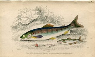1845年 Jardine Naturalist's Library 魚類学 Pl.31 サケ科 タイセイヨウサケ属 タイセイヨウサケ PAR