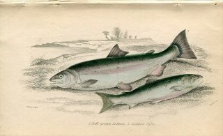 1845ǯ Jardine Naturalist's Library  Pl.32   Salmon