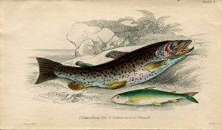1845ǯ Jardine Naturalist's Library  Pl.33  ֥饦ȥ饦 Salmon trout