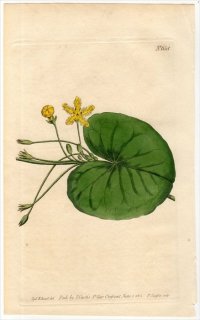 1803ǯ Curtis Botanical Magazine No.658 ߥĥ ° ֥ MENYANTHES INDICA