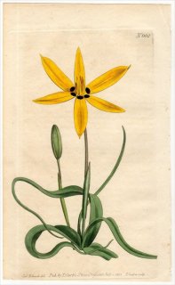 1803ǯ Curtis Botanical Magazine No.662 Х ѥǥ° HYPOXIS STELLATA()