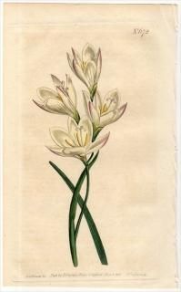 1803ǯ Curtis Botanical Magazine No.672  ꥶ° GEISSORHIZA OBTUSATA