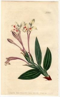 1803ǯ Curtis Botanical Magazine No.680  Хӥ° BABIANA TUBIFLORA()