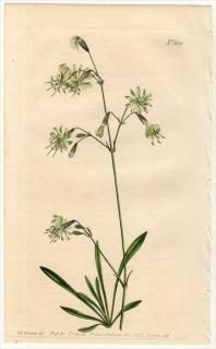 1803ǯ Curtis Botanical Magazine No.689 ʥǥ ޥƥ° SILENE SAXATILIS