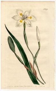 1803ǯ Curtis Botanical Magazine No.693  ǥƥ° MORAEA IRIDIOIDES