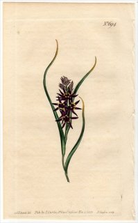 1803ǯ Curtis Botanical Magazine No.694  ե° MELANTHIUM SPICATUM