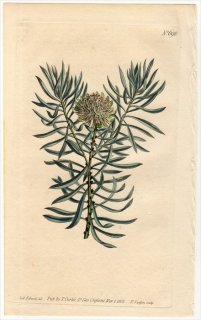 1803ǯ Curtis Botanical Magazine No.698 ޥ⥬ ץƥ° PROTEA SCOLYMUS