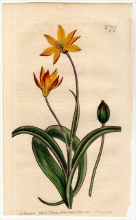 1804ǯ Curtis Botanical Magazine No.717 ̥ե Хȥ° MELANTHIUM UNIFLORUM()