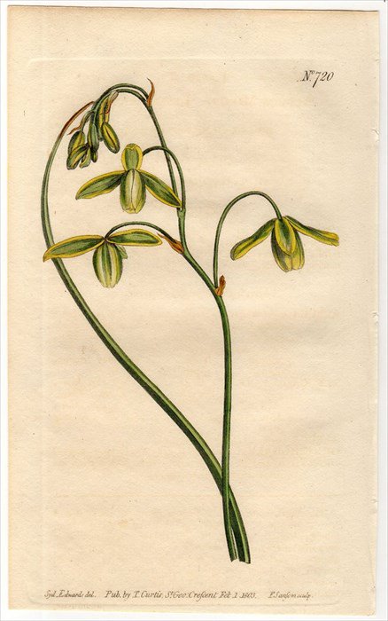 1804年 Curtis Botanical Magazine No.720 キジカクシ科 アルブカ属 ALBUCA MINOR -  アンティークプリント 博物画 ボタニカルアートの通販サイト Spirito di Artigiano
