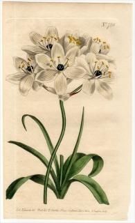 1804ǯ Curtis Botanical Magazine No.728  ޥ° ORNITHOGALUM ARABICUM