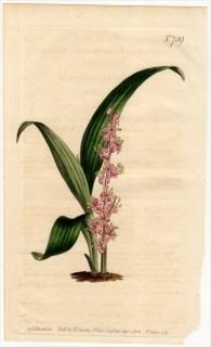 1804ǯ Curtis Botanical Magazine No.739  祦° 祦 SANSEVIERA SESSILIFLORA