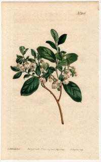 1808ǯ Curtis Botanical Magazine No.1106 ĥĥ Υ° VACCINIUM DUMOSUM