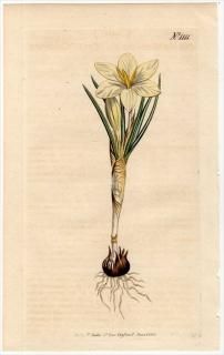 1808ǯ Curtis Botanical Magazine No.1111  ° CROCUS MAESIACUS()