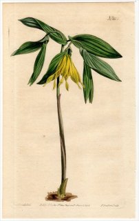1808ǯ Curtis Botanical Magazine No.1112 ̥ե ֥ꥢ° UVULARIA GRANDIFLORA