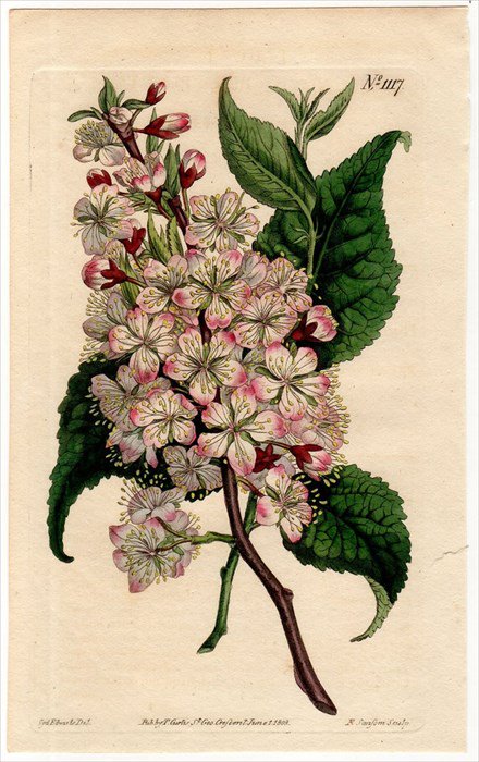 1808年 Curtis Botanical Magazine No 1117 バラ科 サクラ属 Prunus Nigra アンティークプリント ボタニカルアート 博物画の通販サイト Spirito Di Artigiano