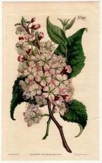 1808ǯ Curtis Botanical Magazine No.1117 Х ° PRUNUS NIGRA