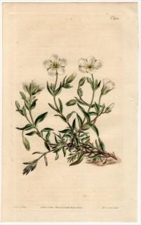 1808ǯ Curtis Botanical Magazine No.1118 ʥǥ ΥߥΥĥť° ARENARIA MONTANA