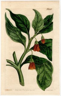 1808ǯ Curtis Botanical Magazine No.1126 ʥ ҥ襹° HYOSCYAMUS SCOPOLIA