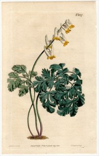 1808ǯ Curtis Botanical Magazine No.1127  եޥꥢ° FUMARIA CUCULLARIA