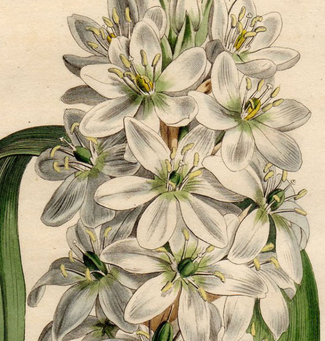 1808年 Curtis Botanical Magazine No.1134 キジカクシ科 オオアマナ属 ORNITHOGALUM LACTEUM  - アンティークプリント 博物画 ボタニカルアートの通販サイト Spirito di Artigiano